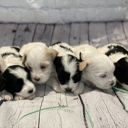 Maltipoo Puppies from A Batch of Cookie’s