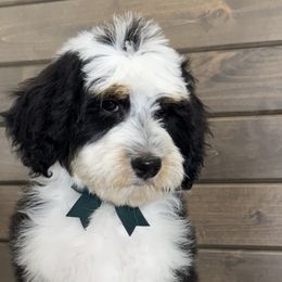 Bernedoodles, Old English Sheepdogs, and Sheepadoodles from Desert Sheepies and Doodles