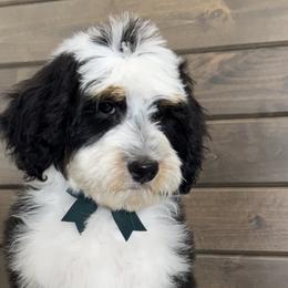Bernedoodles, Old English Sheepdogs, and Sheepadoodles from Desert Sheepies and Doodles