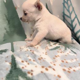 Chihuahua Puppies from Northwest Paws