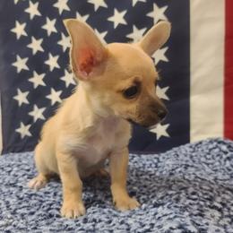 Simon - Fawn male Chihuahua puppy in Mesa, Arizona from Sun Valley Malinois