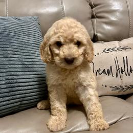Jinx - Cream female Goldendoodle puppy in Lake City, Florida from Dream Hollow Farm