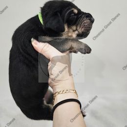 Raven - Black female Great Dane puppy in Edinburg, Texas from Chestnut Great Danes