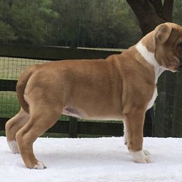 Staffordshire Bull Terrier Puppies from Rockstaff Staffords
