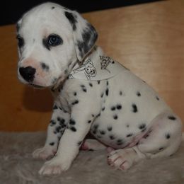 Grey - Gandalf - White and black male Dalmatian puppy in Jacksonville, Florida from Sunrise Dalmatians 🌄