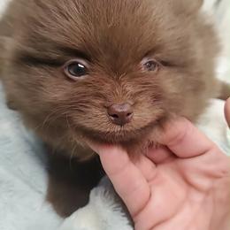 Boy 1 - Chocolate male Pomeranian puppy in Tulsa, Oklahoma from CP Kennels
