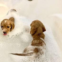 Basset Hound and Dachshund Puppies from V's Southern Angels