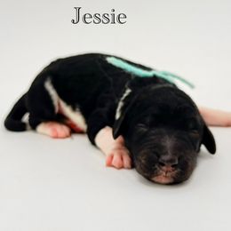 Jessie - Parti female Goldendoodle puppy in Milford, Pennsylvania from Doodles Are Golden