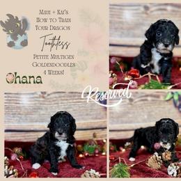 Toothless - Parti male Goldendoodle puppy in Haltom City, Texas from Ohana Doodles
