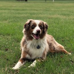 Miniature American Shepherds and Miniature Australian Shepherds from Rigsby Ranch