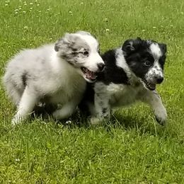 Border Collie Puppies from Bond Border Collies