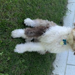 Aussiedoodles and Goldendoodles from Northern Aussiedoodles