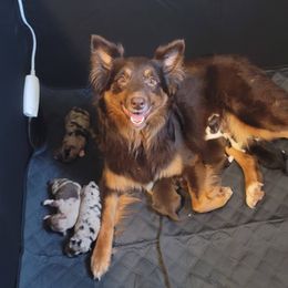 Ruby - Australian Shepherd