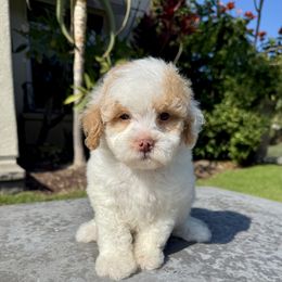 Boy 1 - Parti male Poodle puppy in San Diego, California from Goldendoodles & Poodles of San Diego