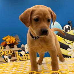 Black - Yellow male Labrador Retriever puppy in Heath Springs, South Carolina from Rich Hill Retrievers