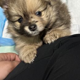 Pomeranian Puppies from Regal Poms