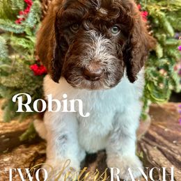 Robin - male Newfypoo puppy in Jackson, Missouri from Two Sisters Ranch, LLC