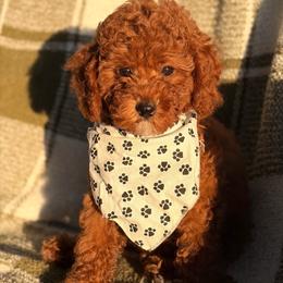 Berry - Red male Assorted Doodle Crosses puppy in Yuba City, California from Lucky Day Doodles