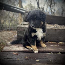 Hedwig - Black tri-color female Australian Shepherd puppy in Smithfield, Utah from C&C Ranch