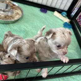 Chihuahua Puppies from Palmetto Paws Chihuahuas