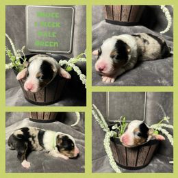 Australian Shepherd Puppies from Kayla's Aussies
