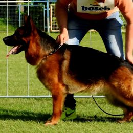 Ares - German Shepherd