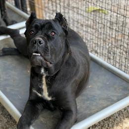 Rose - Black female Cane Corso puppy in Big Stone Gap, Virginia from Montanaro Cane Corsos