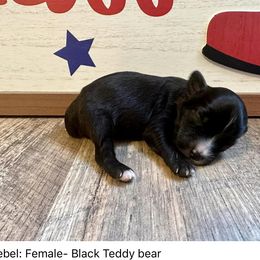 Rebel - Black and white Aussiedoodle puppy in League City, Texas from Space City Mini Aussies & Doodles