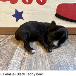 Rebel - Black and white Aussiedoodle puppy in League City, Texas from Space City Mini Aussies & Doodles