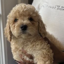 Cockapoos, Goldendoodles, and Poodles from Puppy Power Kennels