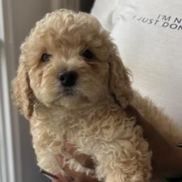 Cockapoos, Goldendoodles, and Poodles from Puppy Power Kennels