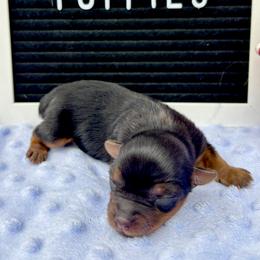 BOY 1 - Black and gold male Yorkshire Terrier puppy in Charleston, West Virginia from Mountain State Puppies
