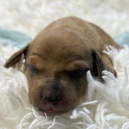 Fox - Red male Dachshund puppy in Atwater, California from Jes & 3 weens