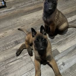 Belgian Malinois Puppies from MonStar Malinois