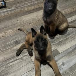 Belgian Malinois Puppies from MonStar Malinois