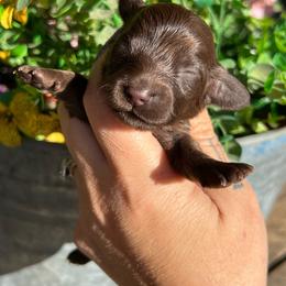 Solid chocolate - Chocolate male Dachshund puppy in Payette, Idaho from NT Mini Doxies