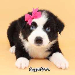 Black Bi 2 Blue eyes - Black & white female Miniature Australian Shepherd puppy in Pinehurst, Texas from Aussie Amor