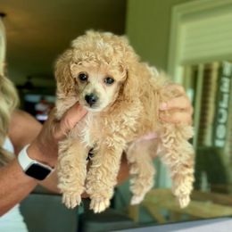 Duke - Apricot male Poodle puppy in Sperry, Oklahoma from PuppyLove Poodles