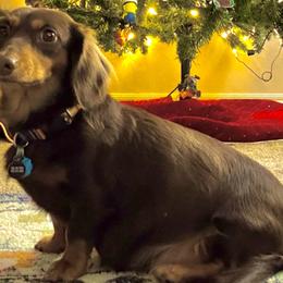 Sunny - Dachshund
