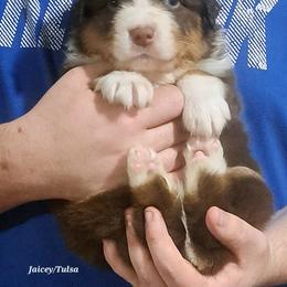 Andy - Red tri-color male Australian Shepherd puppy in Elk Creek, Missouri from Hearts on Fire Australian Shepherds