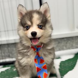 Speedo - Black and white male Pomsky puppy in Centerville, Iowa from LJ Kennels Pomskies, LLC