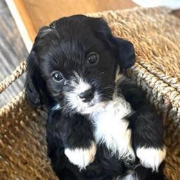 Coco - Black and white female Cavapoo puppy in Draper, Utah from Peaks Pups — Exceptional by Nature. Raised with Purpose.