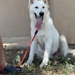 Berger Blanc Suisse and German Shepherd Puppies from Scenic Creek German Shepherds and White Swiss Shepherds