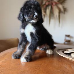 Rocky - Tri-color male Bernedoodle puppy in Ocala, Florida from Bernedoodles of Florida