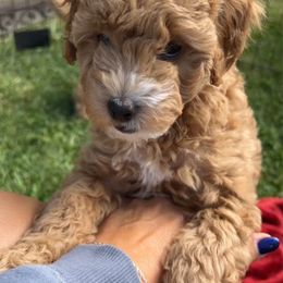 Goldendoodle Puppies from Ohio Valley Doodles