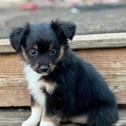 Toy Australian Shepherd Puppies from Kickapoo Creek Toy Aussies