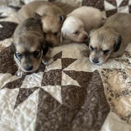 Dachshund Puppies from Bell-Webb Ranch Doxies
