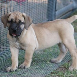 Chili - Brown female Boerboel puppy in Shawnee, Oklahoma from TXT Boerboels