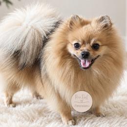 Nova - Pomeranian