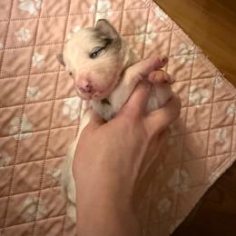 Avery girl - Slate merle female Border Collie puppy in Fairview, Tennessee from Hoffman Forest Acres LLC